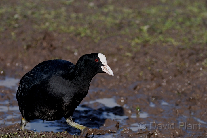 Coot - C.jpg - Coot - Slimbridge
